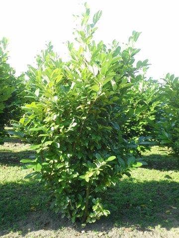  Laurier (Prunus Laurocerasus 'Rotundifolia')