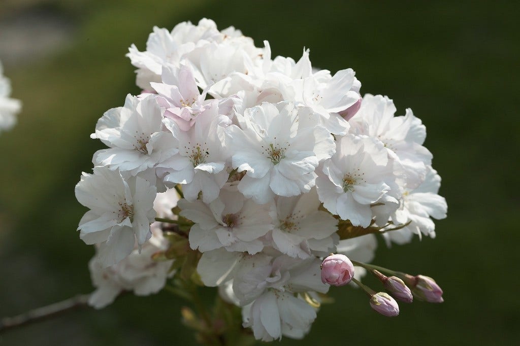  Japanse Sierkers Als Zuilboom (Prunus Serrulata 'Amanogawa')