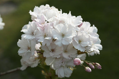  Japanse Sierkers Als Zuilboom (Prunus Serrulata 'Amanogawa')