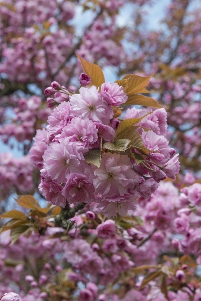  Japanse Sierkers (Prunus Serrulata 'Kanzan')