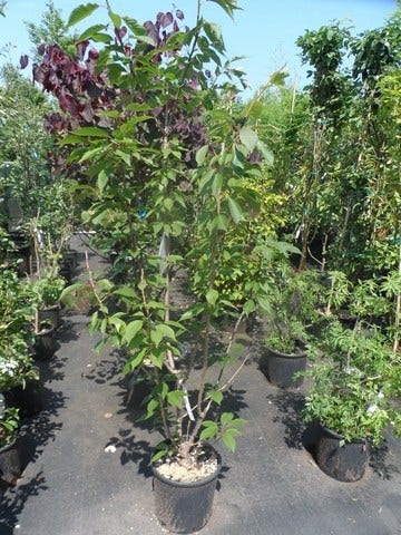  Sierkers, Struikvorm (Prunus Serrulata 'Kanzan')
