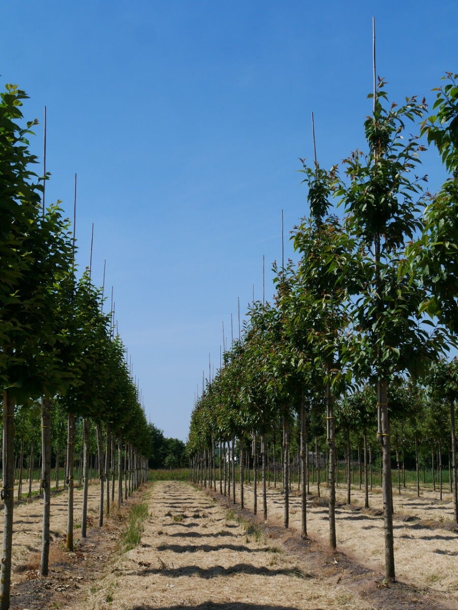  Grote Sierkers (Prunus Serrulata 'Kanzan')