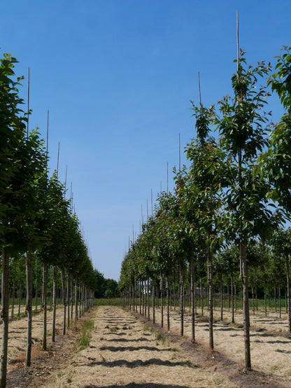  Grote Sierkers (Prunus Serrulata 'Kanzan')
