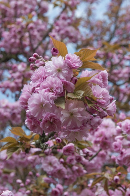  Sierkers, Struikvorm (Prunus Serrulata 'Kanzan')