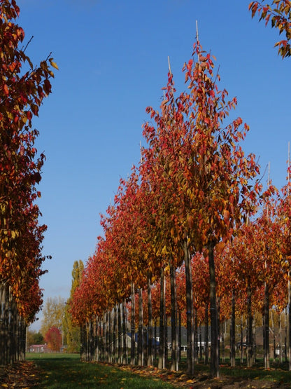  Grote Sierkers (Prunus Serrulata 'Kanzan')
