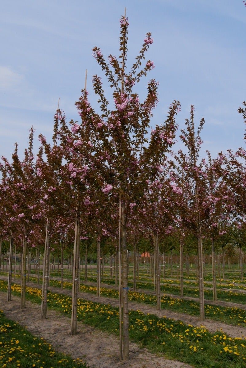  Grote Sierkers (Prunus Serrulata 'Kanzan')