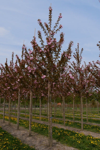  Grote Sierkers (Prunus Serrulata 'Kanzan')