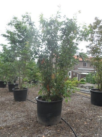  Sierkers, Struikvorm (Prunus Serrulata 'Kanzan')