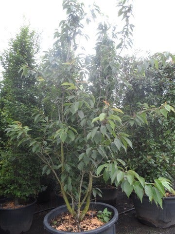  Sierkers, Struikvorm (Prunus Serrulata 'Kanzan')