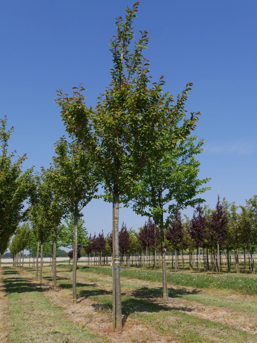  Grote Sierkers (Prunus Serrulata 'Kanzan')