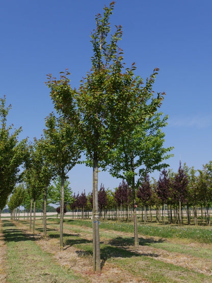  Grote Sierkers (Prunus Serrulata 'Kanzan')