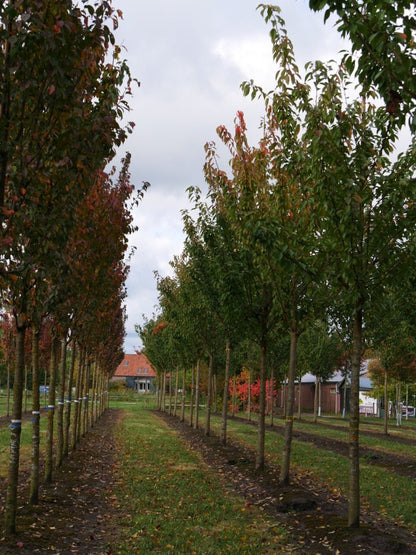  Grote Sierkers (Prunus Serrulata 'Kanzan')