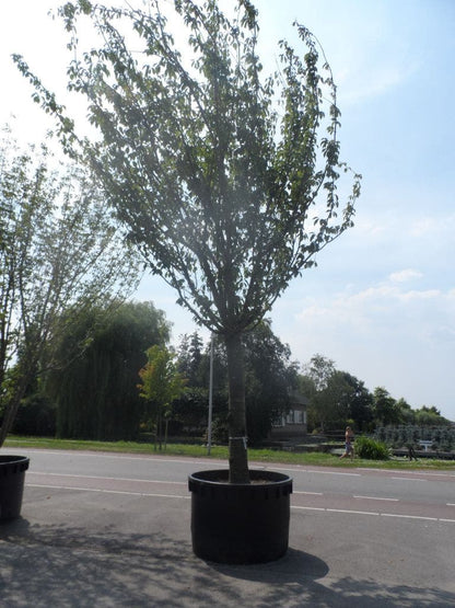  Japanse Sierkers (Prunus Serrulata 'Kanzan')