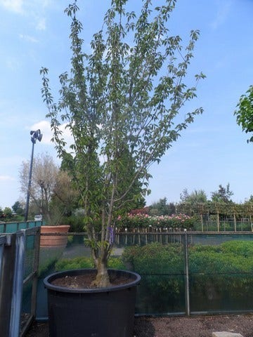  Sierkers, Struikvorm (Prunus Serrulata 'Kanzan')