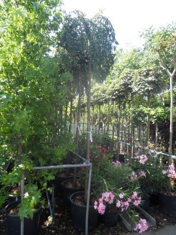  Japanse Treursierkers (Prunus 'Snow Fountain')