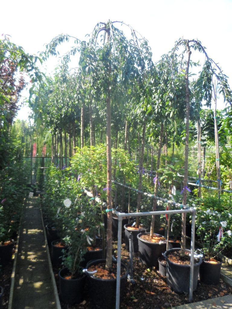  Japanse Treursierkers (Prunus 'Snow Fountain')