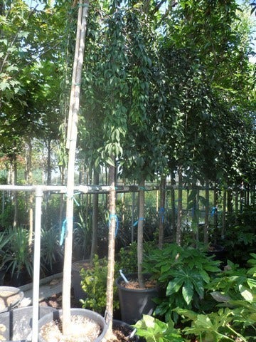  Japanse Treursierkers (Prunus 'Snow Fountain')
