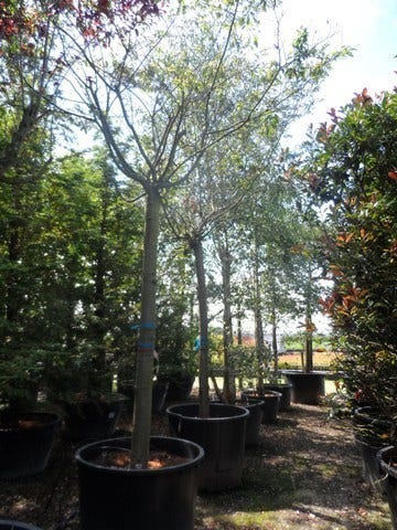  Japanse Sierkers (Prunus Subhirtella 'Autumnalis')