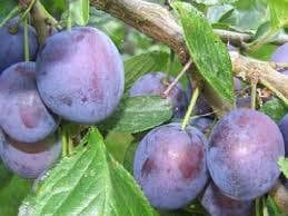  Pruimenboom (Prunus Domestica 'The Czar')