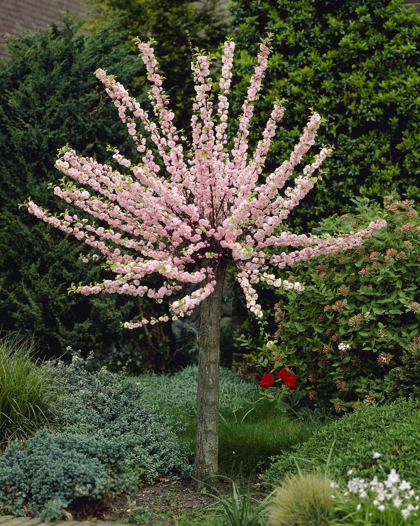  Amandelboompje (Prunus Triloba)