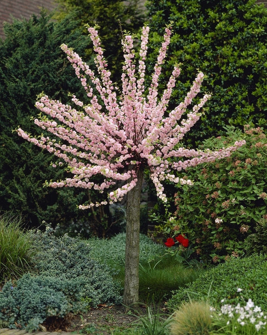  Amandelboompje (Prunus Triloba)