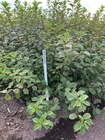  Amandelboompje Als Struik (Prunus Triloba)