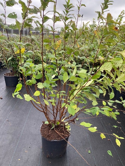  Amandelboompje Als Struik (Prunus Triloba)