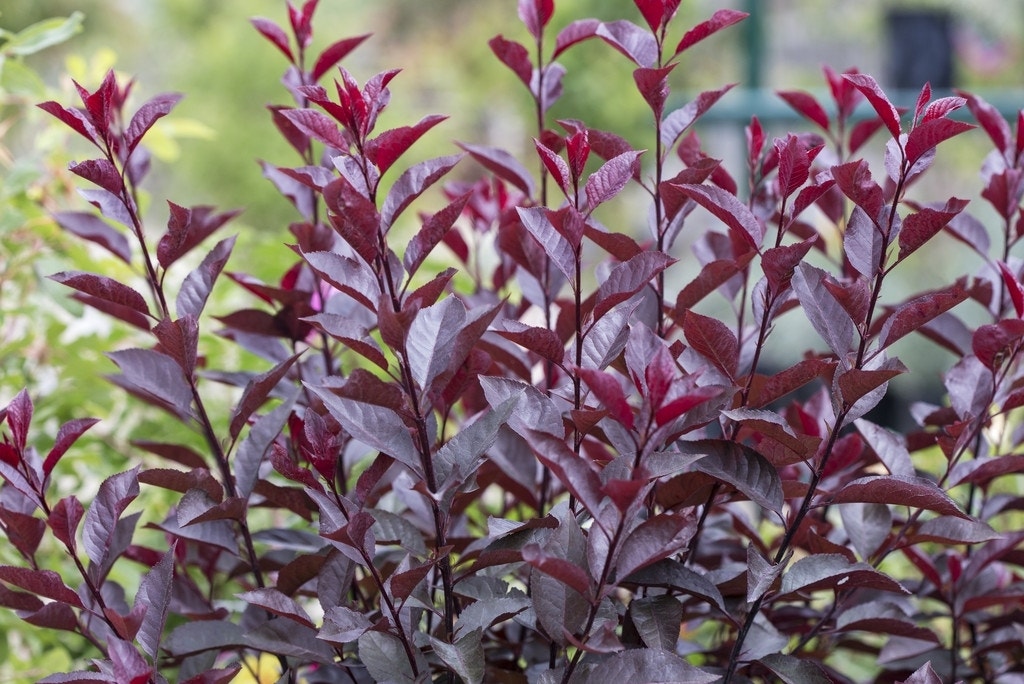  Rode Kerspruim Op Stam (Prunus Cistena)