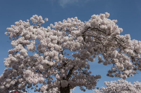  Japanse Sierkers (Prunus Yedoensis)