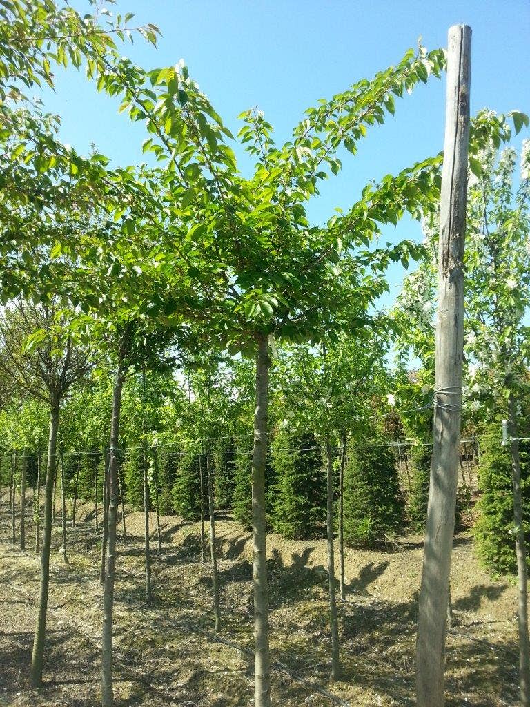  Japanse Sierkers (Prunus Yedoensis)