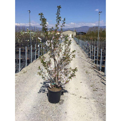 Japanse Sierkers Als Struik (Prunus Yedoensis)