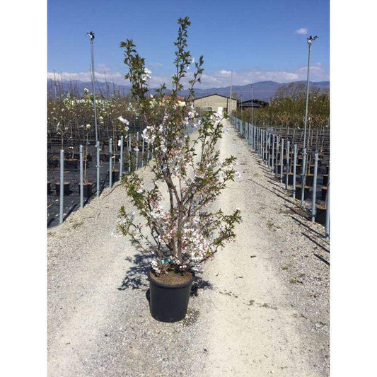  Japanse Sierkers Als Struik (Prunus Yedoensis)