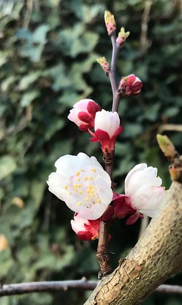  Abrikozenboom (Prunus Armeniaca)
