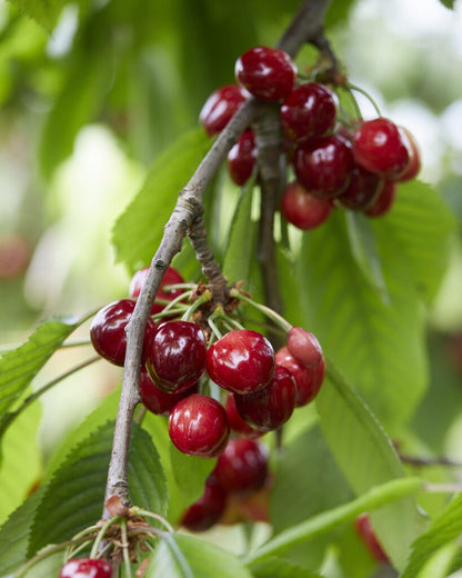  Kersenboom (Prunus Avium 'Meikers')