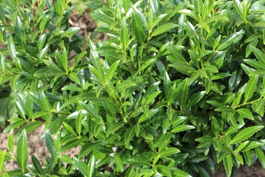  Laurierkers (Prunus Laurocerasus 'Sofia')