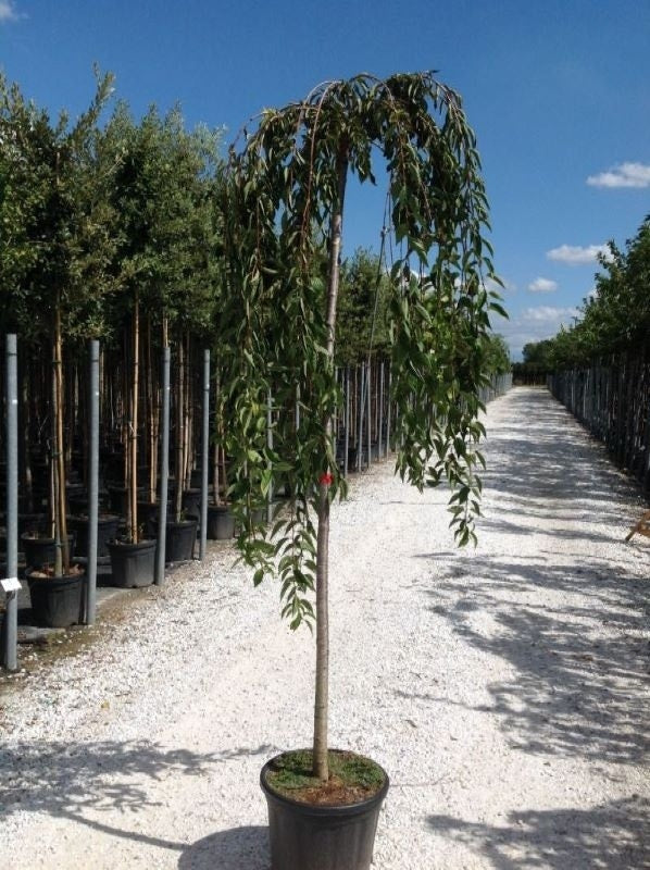  Treursierkers Op Stam (Prunus 'White Fountain')