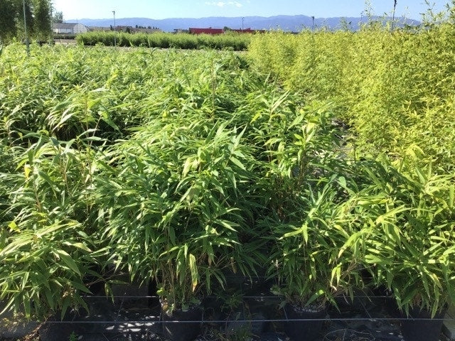  Bamboe (Pseudosasa Japonica)