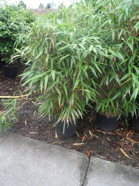  Bamboe (Pseudosasa Japonica)