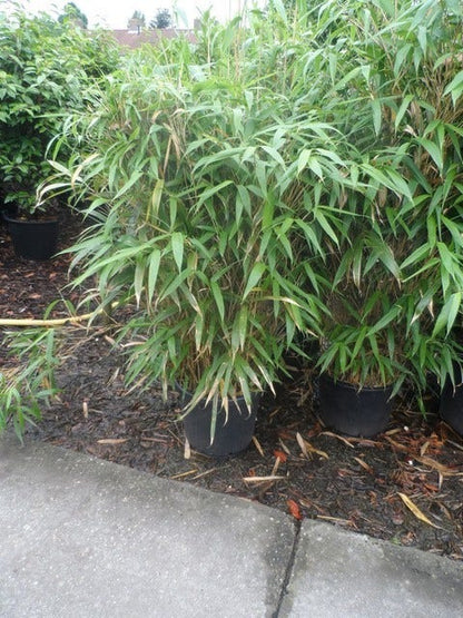  Bamboe (Pseudosasa Japonica)