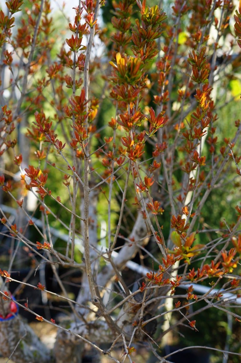  Granaatappel Als Solitair (Punica Granatum)