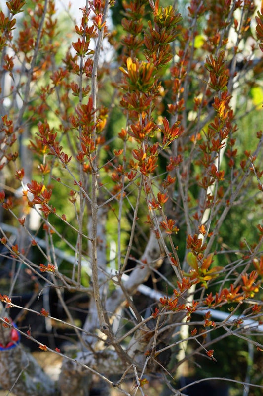  Granaatappel Als Solitair (Punica Granatum)