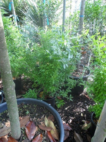  Granaatappel Als Struik (Punica Granatum)