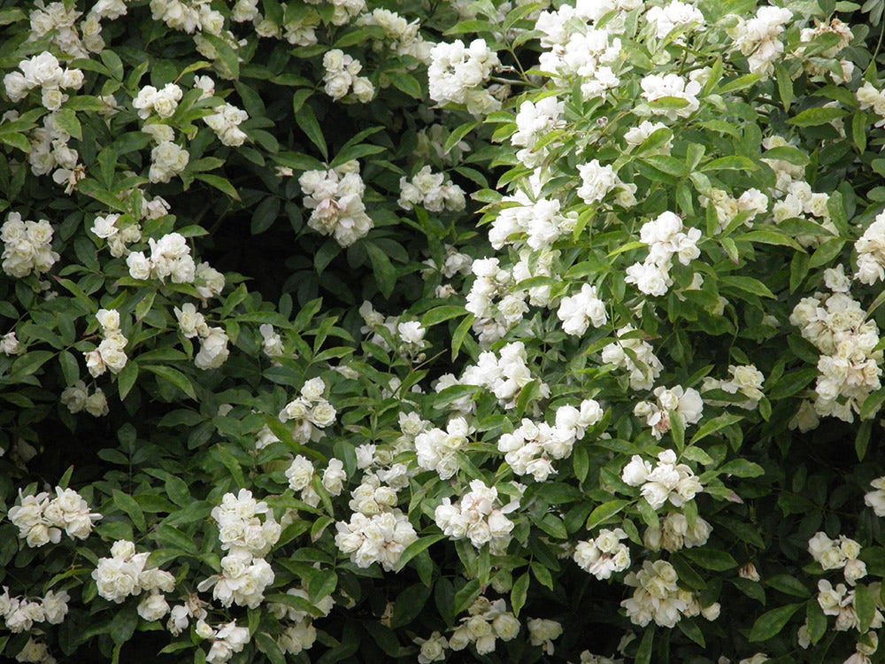  Klimroos (Rosa Banksiae 'Purezza')