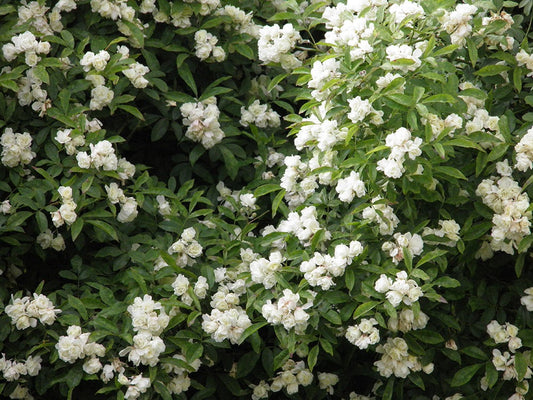  Klimroos (Rosa Banksiae 'Purezza')