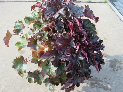  Purperklokje (Heuchera Micrantha 'Palace Purple')