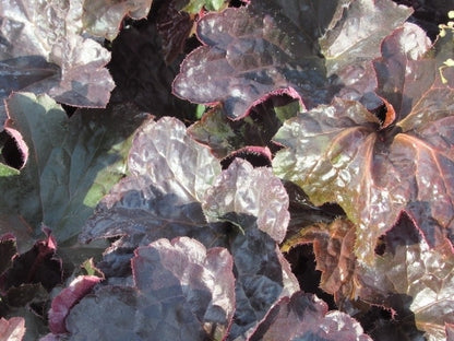  Purperklokje (Heuchera Micrantha 'Palace Purple')
