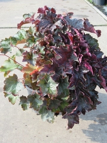  Purperklokje (Heuchera Micrantha 'Palace Purple')