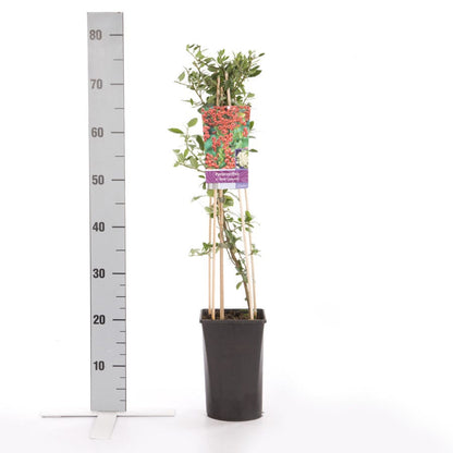  Vuurdoorn (Pyracantha 'Red Column')