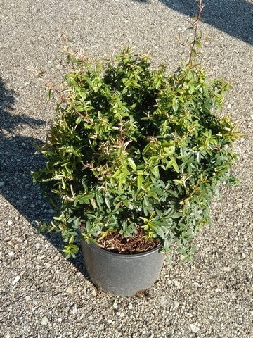  Vuurdoorn Als Bol (Pyracantha 'Navaho')