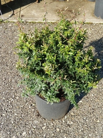  Vuurdoorn Als Bol (Pyracantha 'Navaho')